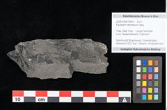 Foto (Objekt + Etikett) von Equisetum arenaceum Jaeg. (NHMW-GEO-2024-0188-10545)